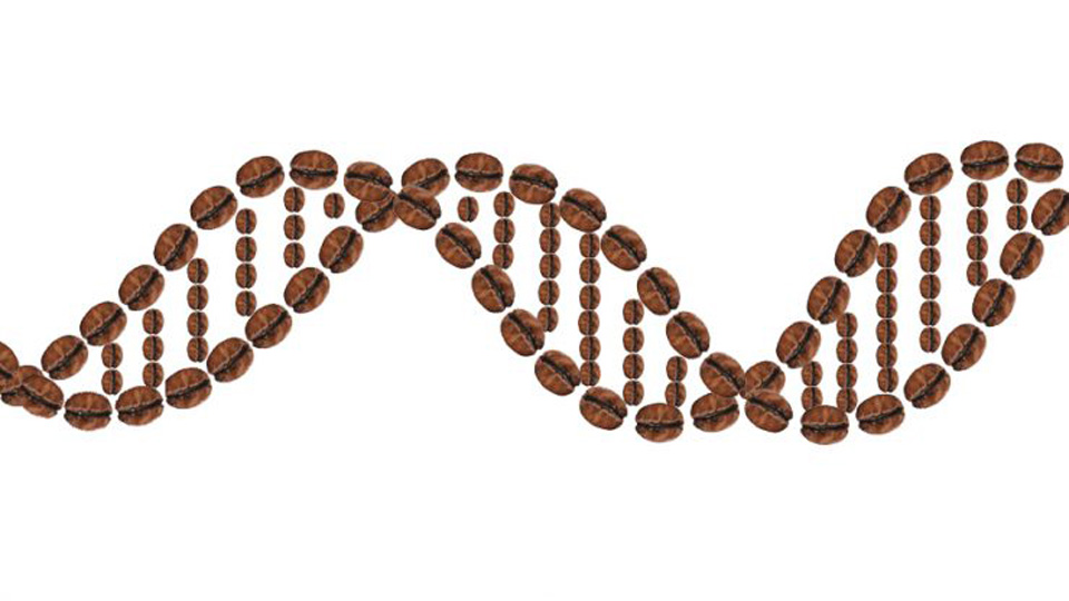 Cà phê ảnh hưởng tới DNA - HoangkhangOrganic.com